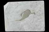 Eurypterus (Sea Scorpion) Fossil - New York #62802-1